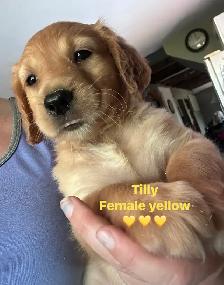 golden retriever pups ready July 15 - Photo 6