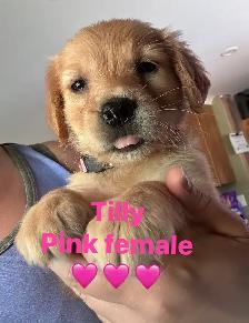 golden retriever pups ready July 15 - Photo 7