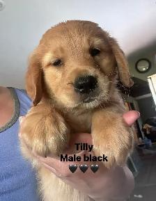 golden retriever pups ready July 15 - Photo 8