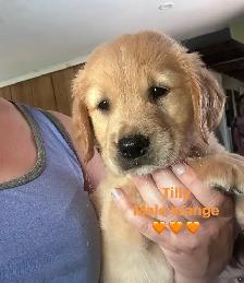 golden retriever pups ready July 15 - Photo 9