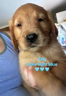 golden retriever pups ready July 15 - Photo 10
