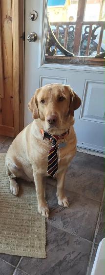 chiots labradors
