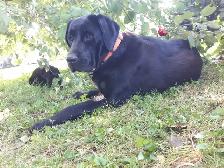 chiots labradors - Photo 2