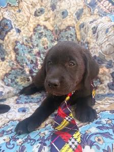 chiots labradors - Photo 3