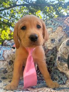 chiots labradors - Photo 4