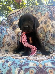 chiots labradors - Photo 5