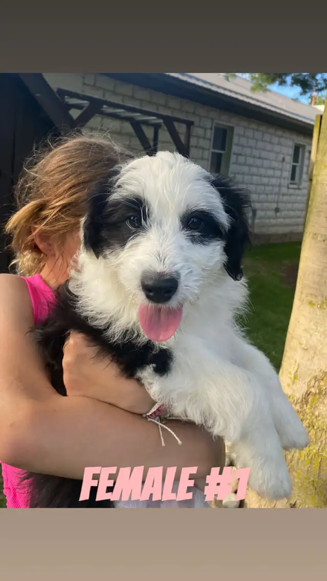 Mini AussieDoodle Puppy