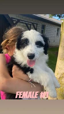 Mini AussieDoodle Puppy