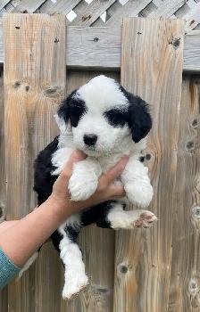 Mini AussieDoodle Puppy - Photo 2