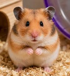 WANTED hamster