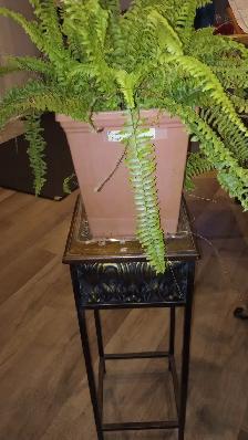 561 Boston Fern (Nephrolepis) Tropical Plant with Planter $35