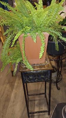 561 Boston Fern (Nephrolepis) Tropical Plant with Planter $35 - Photo 2