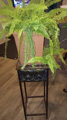 561 Boston Fern (Nephrolepis) Tropical Plant with Planter $35 - Photo 3