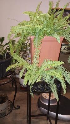 561 Boston Fern (Nephrolepis) Tropical Plant with Planter $35 - Photo 4