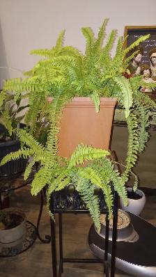 561 Boston Fern (Nephrolepis) Tropical Plant with Planter $35 - Photo 5