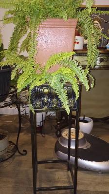 561 Boston Fern (Nephrolepis) Tropical Plant with Planter $35 - Photo 6