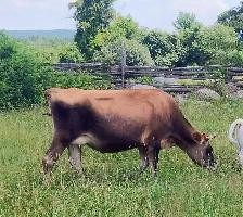 JERSEY 1ST CALF HEIFER
