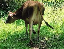 JERSEY 1ST CALF HEIFER - Photo 2