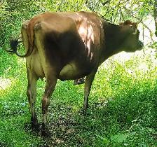 JERSEY 1ST CALF HEIFER - Photo 3