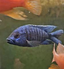male African cichlids 3'-5' - Photo 7