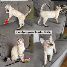 TICA Registered Bengal Kittens