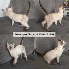 TICA Registered Bengal Kittens - Photo 3