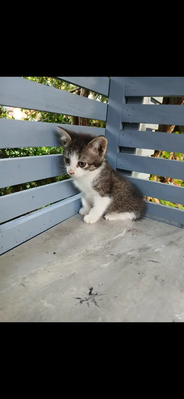 Kittens for sale