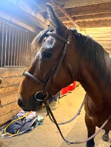 Looking to teach riding lessons