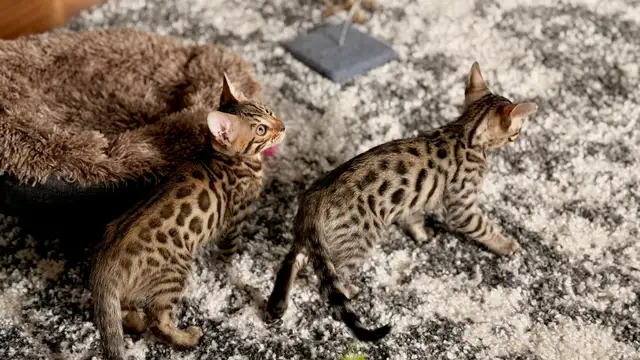 Purebred Bengal Kittens 2 Left!