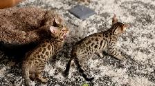 Purebred Bengal Kittens 2 Left!
