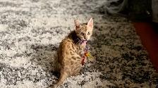 Purebred Bengal Kittens 2 Left! - Photo 2