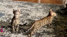 Purebred Bengal Kittens 2 Left! - Photo 3