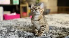Purebred Bengal Kittens 2 Left! - Photo 4