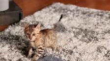 Purebred Bengal Kittens 2 Left! - Photo 5