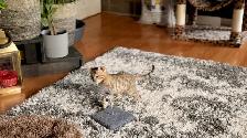 Purebred Bengal Kittens 2 Left! - Photo 6
