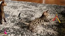 Purebred Bengal Kittens 2 Left! - Photo 7