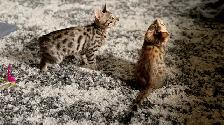 Purebred Bengal Kittens 2 Left! - Photo 8