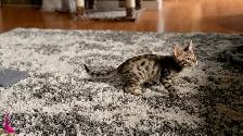 Purebred Bengal Kittens 2 Left! - Photo 9