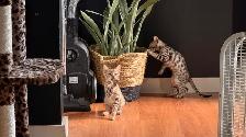 Purebred Bengal Kittens 2 Left! - Photo 10