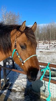Big beautiful 5 year old gelding - Photo 9