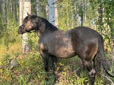 Big beautiful 5 year old gelding - Photo 10