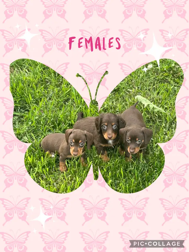Miniature Dachshund Puppies