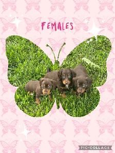 Miniature Dachshund Puppies