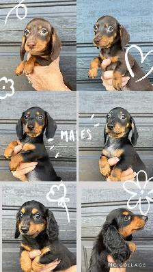 Miniature Dachshund Puppies - Photo 2
