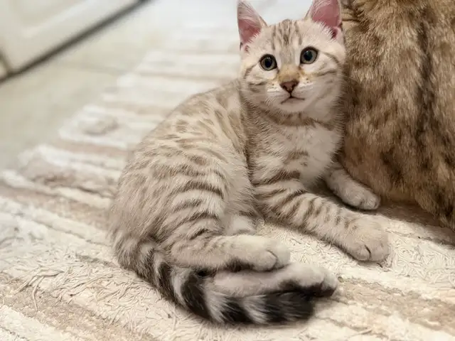 Stunning Female Snow Mink Bengal Kitten