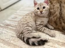 Stunning Female Snow Mink Bengal Kitten