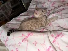 Stunning Female Snow Mink Bengal Kitten - Photo 2