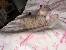 Stunning Female Snow Mink Bengal Kitten - Photo 3