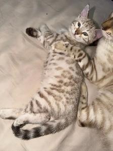 Stunning Female Snow Mink Bengal Kitten - Photo 4