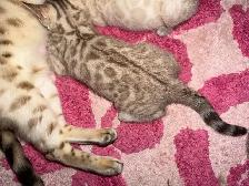 Stunning Female Snow Mink Bengal Kitten - Photo 5